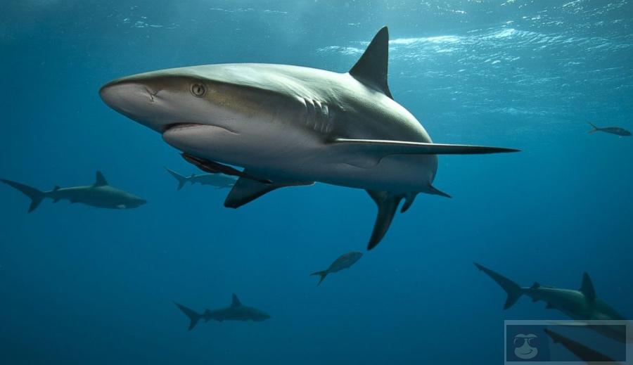 如何在 Wireshark 确定数据集？