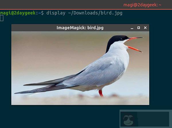 Linux 终端怎么查看图像 Linux 终端怎么查看图像