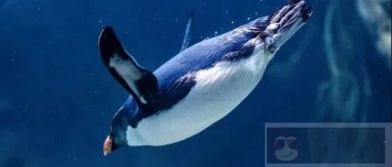 Linux 内存、Swap、Cache、Buffer