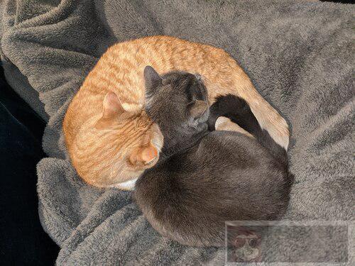 在 Linux 终端调整图像的大小