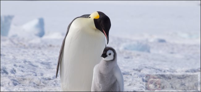 在 Linux 下安装配置 Cntlm 代理教程