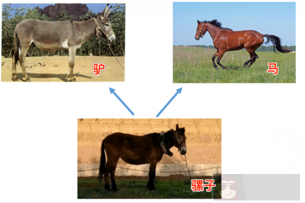 Python 中的继承和多态