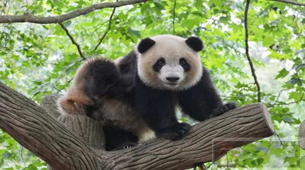 如何查询你的 Pandas 数据帧? 如何查询你的 Pandas 数据帧?